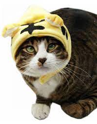 Kojima Tiger Cat Hat Cat Bow Cats Cat Bow Tie