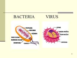 Resultado de imagen para virus y bacterias