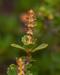 Image result for Myrothamnaceae