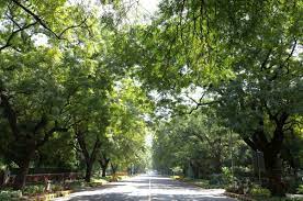 Best trees for street planting. Tree Plantation Along City Roads New Delhi Is The Best In India