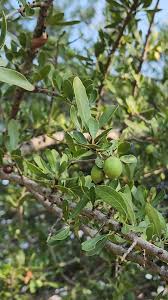 Image result for Elaeodendron transvaalense