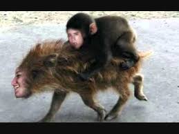 Baby Monkey Riding On A Pig Dubstep Remix Youtube