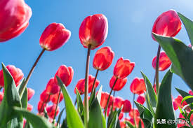 Yancheng, literally salt city, is named after the salt harvest fields surrounding the city. The First Sea Of Tulips In China Over 3 000 Acres And More Than 30 Million Tulips Are In Full Bloom In Yancheng Dafeng Inews