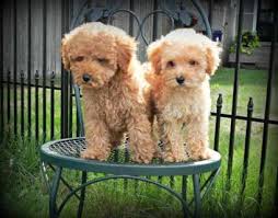 Maybe you would like to learn more about one of these? Teacup Toy Goldendoodle Full Grown Novocom Top
