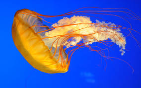 They're pretty tl;dr—yes, jellyfish can be kept as pets. Are Jellyfish Made Of Jelly Wonderopolis