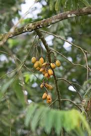 Image result for Pycnanthus