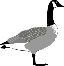 Big Image Canada Goose Clipart Full Size Clipart 3649324 Pinclipart