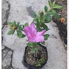 Bunga pink undangan pernikahan, bunga pink, merangkai bunga pink dan putih, lukisan cat air ilustrasi bunga pohon merah muda, cherry blossom ikon blossom resorts pink, blossom spring. Tanaman Hias Bunga Asalia Azallea Bunga Tunggal Warna Pink Shopee Indonesia