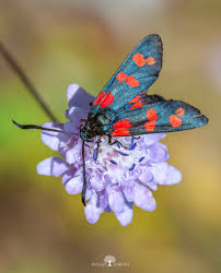 Image result for Cyperus longicarpus