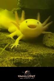 Check spelling or type a new query. 71 Axolotl Ideas In 2021 Axolotl Axolotl Cute Cute Animals