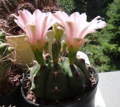 #queue #pink #pink cotton candy #pink cactus #pink cupcake #pink crop top #pink coat #pink clutches #pink. Top 5 Most Beautiful Cactus Flowers Plantsnap Com