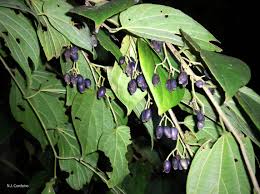 Image result for Alangium chinense