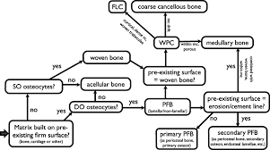 flow chart indicating how to classify and subdivide bone