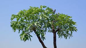 Image result for Cussonia spicata