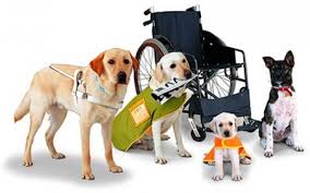 Flying With An Emotional Support Animal Service Dogs Service Dog Vests Dogs
