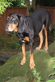 Black And Tan Virginia Foxhound Puppies For Sale American Black And Tan Coonhound Dog Coonhound Dog Breeds Hound Dog