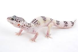 Black And White Leopard Gecko Drawing Leopard Gecko Male Mack Snow Albino Leopard Gecko Isolated On White Background Sponsored Male Mac Leopard Gecko Morphs Leopard Gecko Leopard Gecko Cute