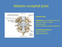 This is where many muscles Chest Cavity Vertebral Column And Back Muscles Respiratory Muscles Ppt Download