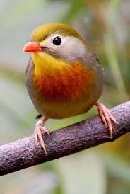 Birds Of A Feather Flock Together Meaning In Malayalam Pin Van Handy Kitty Op 55 Vogels