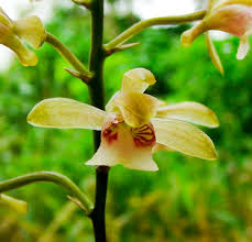 Image result for Oeceoclades maculata