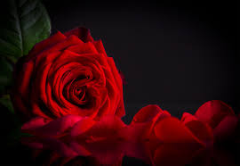 Black Background With Rose Red Rose Black Background Gallery Yopriceville High Quality Images And Transparent Png Free Clipart In 2020 Red Roses Background Red Rose Pictures Red Pictures