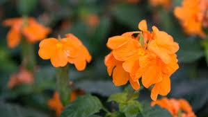 Image result for Crossandra