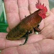 Ada lebih dari gambar eksklusif ninja h2 2021, termasuk tampak samping, jok, pelek, lampu, konsol, spion & desain. Hewan Unik Dan Langka Berkepala Ayam Dan Berbadan Kecoa Steemit