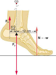 Forces And Torques In Muscles And Joints Physics