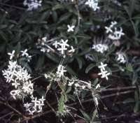 Image result for Pavetta gerstneri