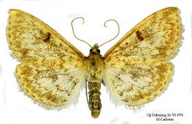 Image result for Anania perlucidalis