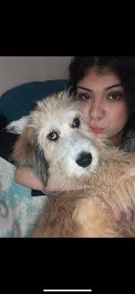 Lost white dogs in Arrington TN found with roast chicken