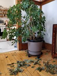 Image result for Schefflera