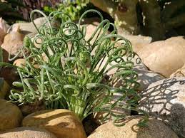 Image result for Albuca nigritana