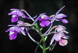 Image result for Calanthe sylvatica
