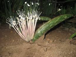 Image result for Sansevieria hallii