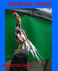 Aseel parrot indonesia pet supplies facebook 39 photos. Peluang Baru Beternak Ayam Bangkok Ekor Lidi Kicau Mania Juara