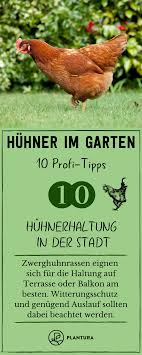 Huhner Im Garten 10 Profi Tipps Zur Richtigen Haltung Huhner Im Garten Huhnerhaltung Im Garten Und Garten