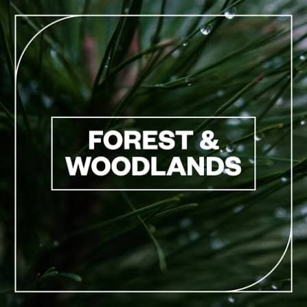 Blastwave FX - Forest and Woodlands
