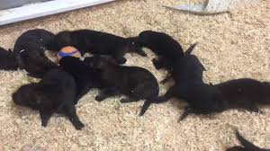 We specialize in purebred akc german shepherd puppies! Timber Ridge Farm Home Facebook