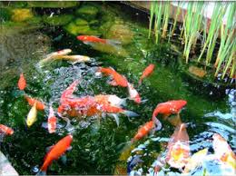 Hooked on houses — a fun place to get your house fix. Review Of Koi Fish For Beginners The Fish Doctor