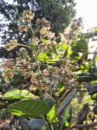 Image result for Pimpinella alismatifolia