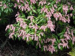 The Common Name For Pieris Japonica Is Lily Of The Valley Shrub Japonica Growing Shrubs Dwarf Plants