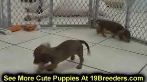 There are 68 pet friendly hotels in louisville, ky. Craigslist Clovis Nm Pets