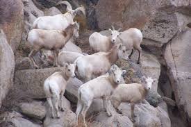 Young females remain with their mother's group, which is led by an older ewe. Sierra Nevada Bighorn Sheep Wikipedia