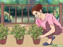 Check spelling or type a new query. How To Manage A Balcony Garden 12 Steps With Pictures Wikihow