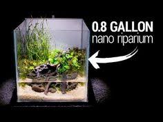 Making A 0 8 Gallon Nano Riparium Youtube Planted Aquarium Gallon Aquascape Aquarium