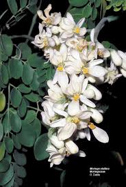 Image result for Moringaceae