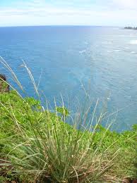 Image result for Sporobolus coromandelianus