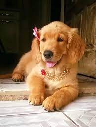 golden retriever dogs golden retriever golden retriever puppies