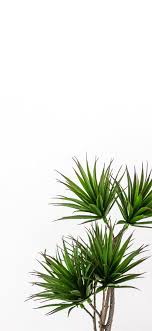 Viridian pictures slytherin aesthetic colors slytherin aesthetic nature aesthetic wallpapers background hogwarts aesthetic. Green Palm Plant Iphone X Wallpapers Free Download